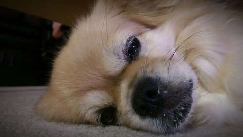 Close-up of a dog