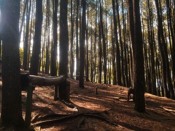 Trees in forest against sky