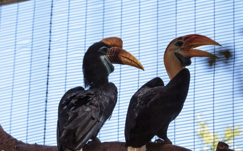 Close-up of hornbills perching on wood in cage
