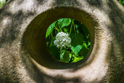 High angle view of potted plant