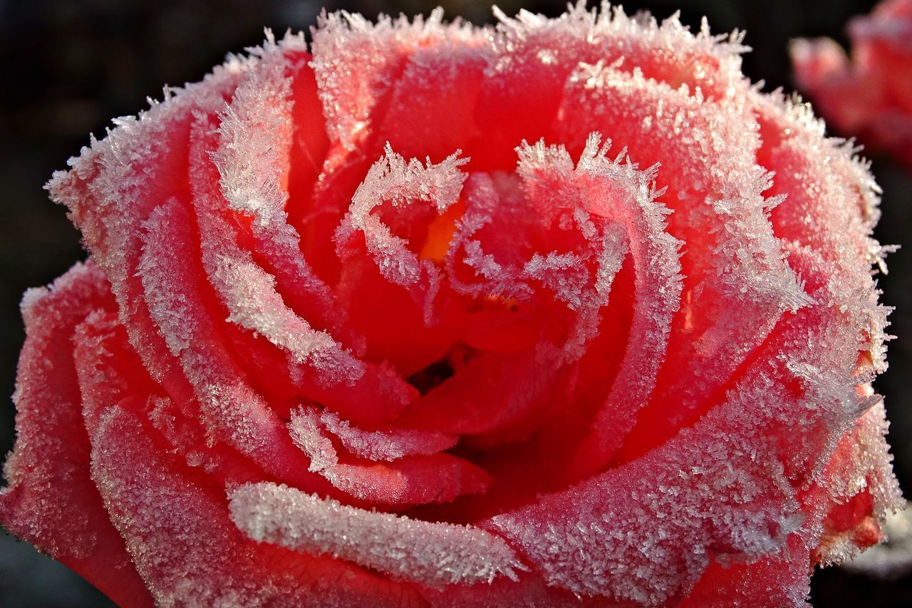 CLOSE-UP OF RED ROSE LEAF