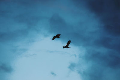 Low angle view of birds flying in sky