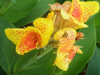 Close-up of yellow flowers blooming outdoors