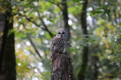 Owl bird perching on a tree