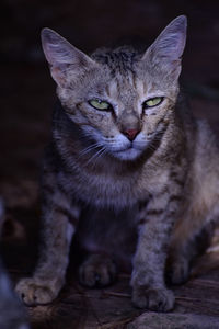 A beautiful closeup photograph of a wild cat with green eyes.