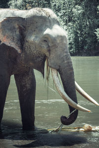 Close-up of elephant in zoo