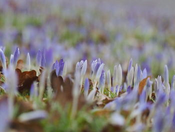 Close-up of purple crocus flowers on field