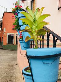 Close-up of potted plant against building