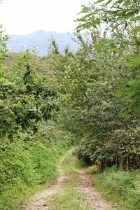 Trail amidst trees on field