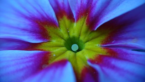 Extreme close-up of flower