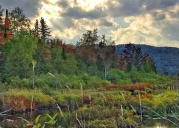 Trees in forest against sky during autumn