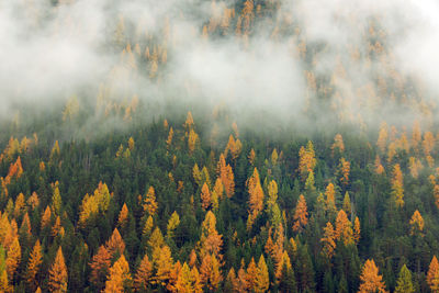 Scenic view of forest during autumn