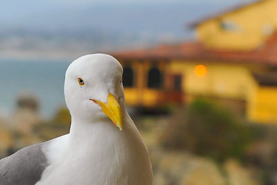 Close-up of seagull against blurred background