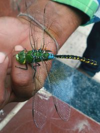 Close-up of butterfly on hand