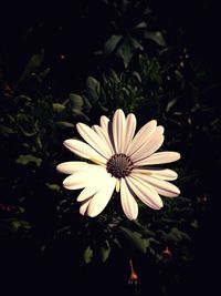 Close-up of flower