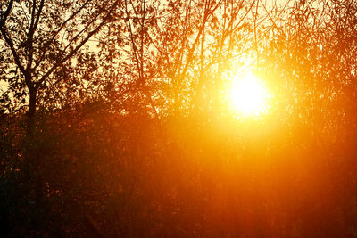 Sun shining through trees during sunset