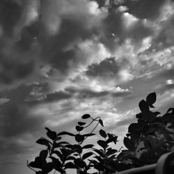 Low angle view of silhouette plants against sky