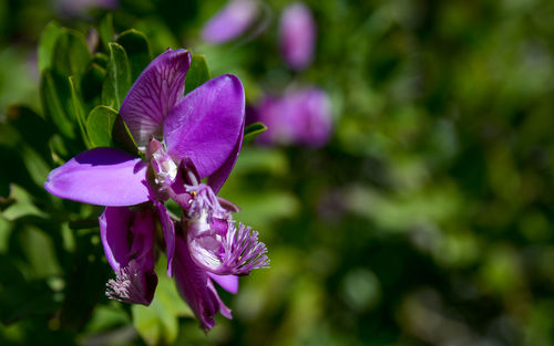 Close-up of purple flowering plant