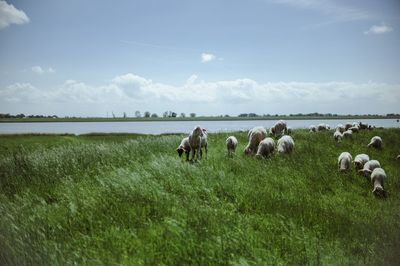 Herd of sheep on field