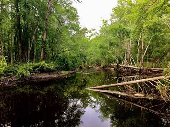 Scenic view of lake in forest against sky