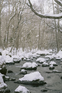 Snow covered trees by river in forest