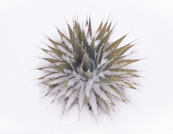 Close-up of cactus plant against white background