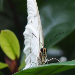 Close-up of butterfly on leaf