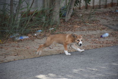 Dog walking on field