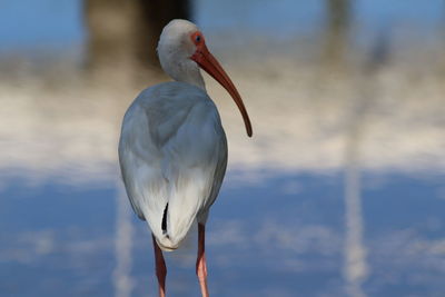 Close-up of a bird