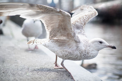 Close-up of seagull