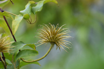 Close-up of flowering plant