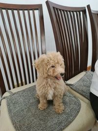 Dog sitting on chair at home