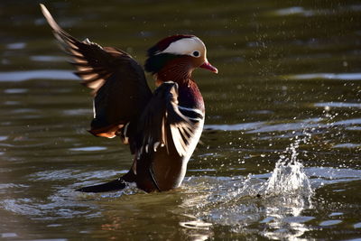 Ducks swimming in lake
