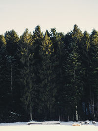 Trees on snow covered landscape against clear sky