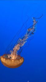 Close-up of jellyfish against blue background