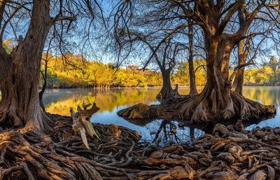 Bare trees by lake during autumn