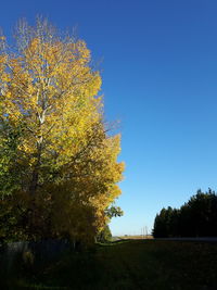 Trees against clear blue sky