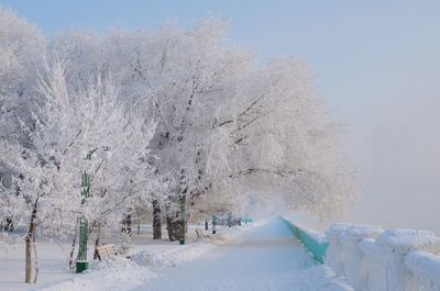 Snow covered land and trees against sky