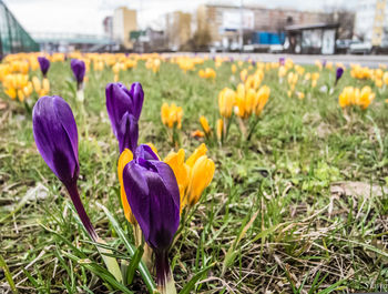 Close-up of yellow crocus blooming on field