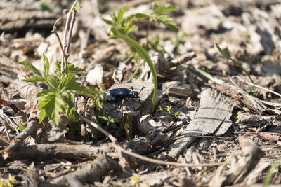 Close-up of insect on land