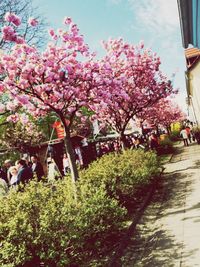 Pink flowers growing on tree