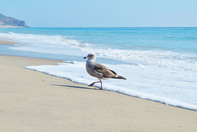 Seagull on beach