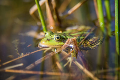 Close-up of frog in water