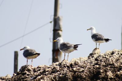 Birds perching on rock