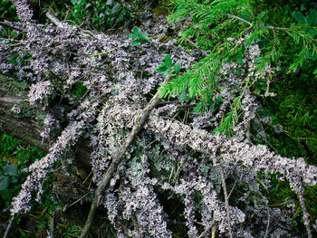 Trees growing in forest