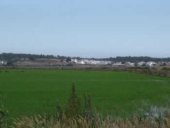 Scenic view of agricultural field against clear sky