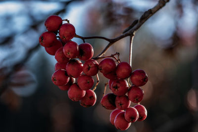 Close-up of red berries growing on tree