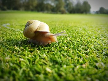 Close-up of snail on field