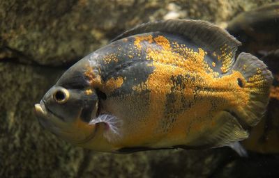 Close-up of fish swimming in sea