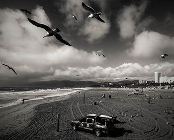 Bird flying over sea